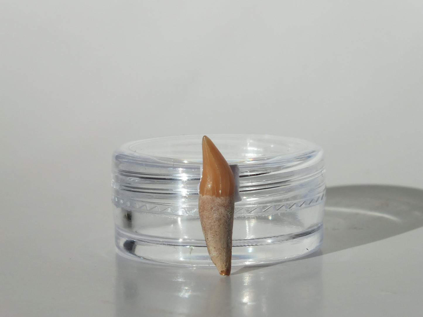 0.71" Dolphin Tooth Fossil (Chile)