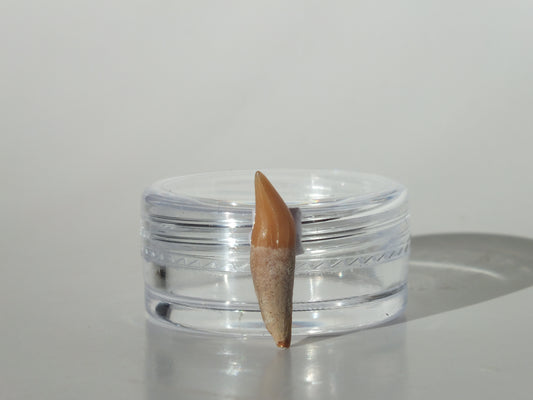 0.71" Dolphin Tooth Fossil (Chile)