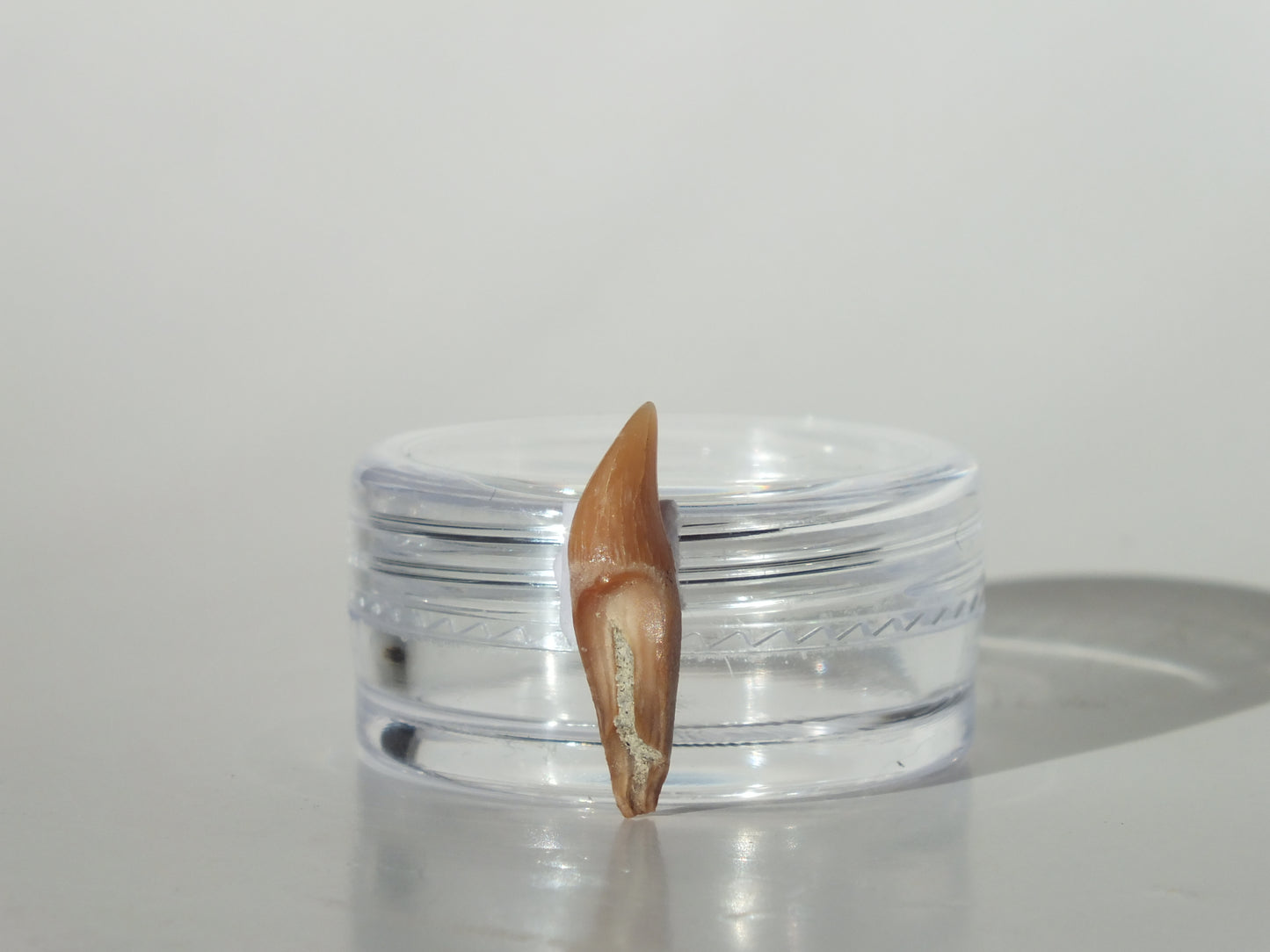 0.71" Dolphin Tooth Fossil (Chile)