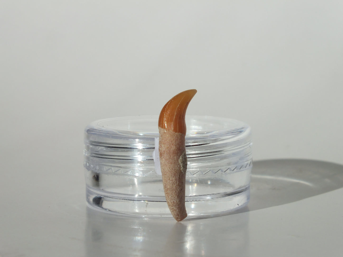 0.86" Dolphin Tooth Fossil (Chile)