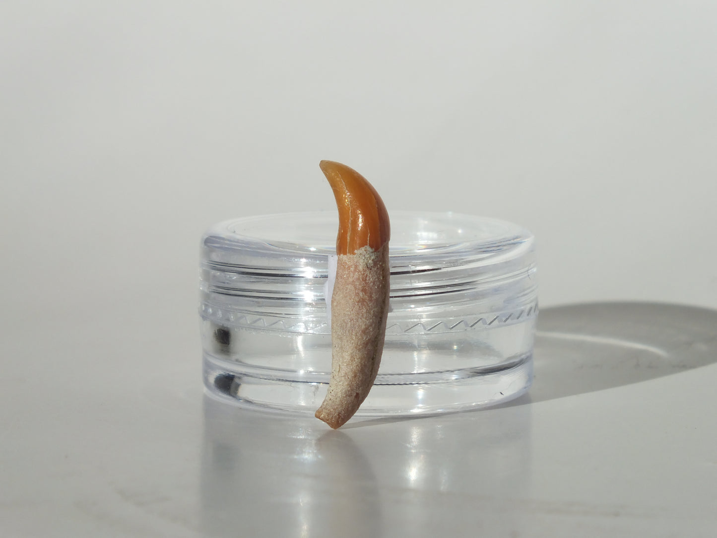 0.86" Dolphin Tooth Fossil (Chile)