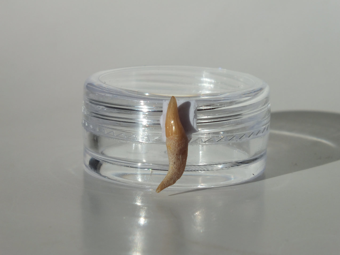 0.55" Dolphin Tooth Fossil (Chile)