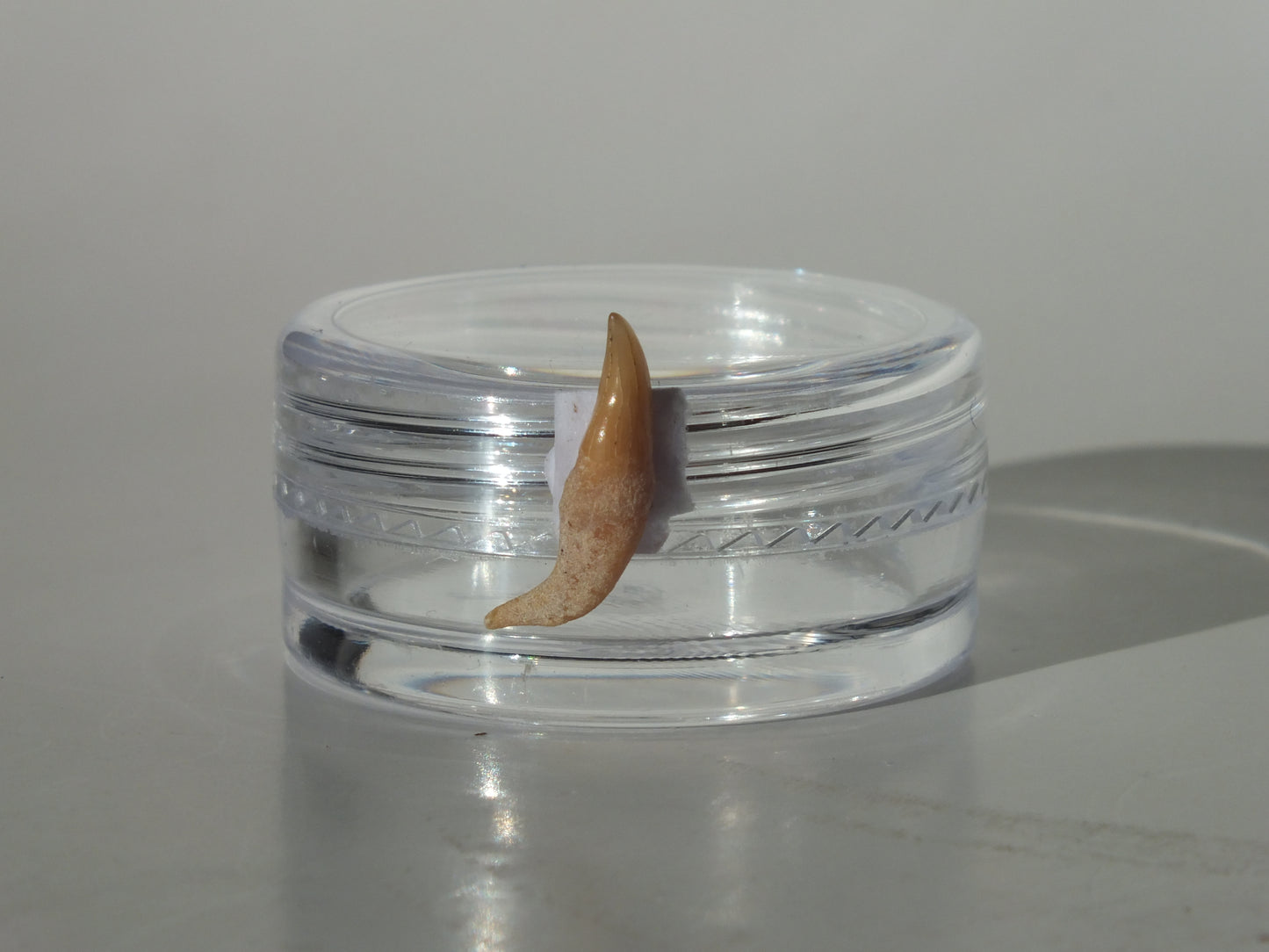 0.55" Dolphin Tooth Fossil (Chile)