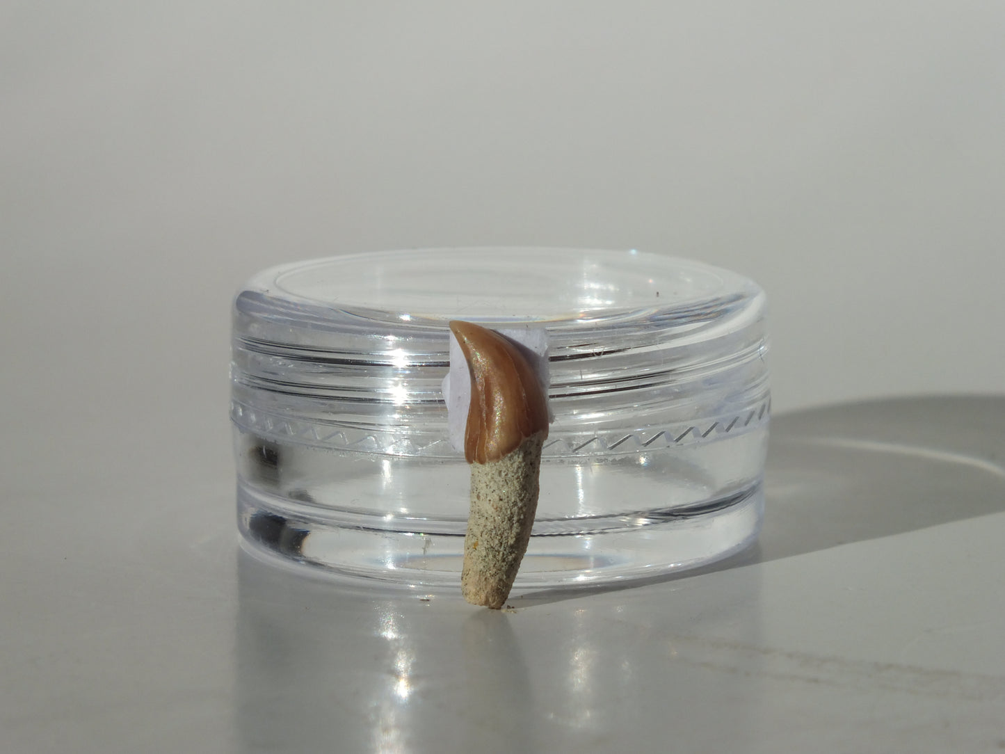 0.56" Dolphin Tooth Fossil (Chile)