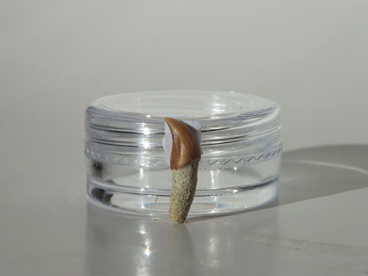 0.56" Dolphin Tooth Fossil (Chile)