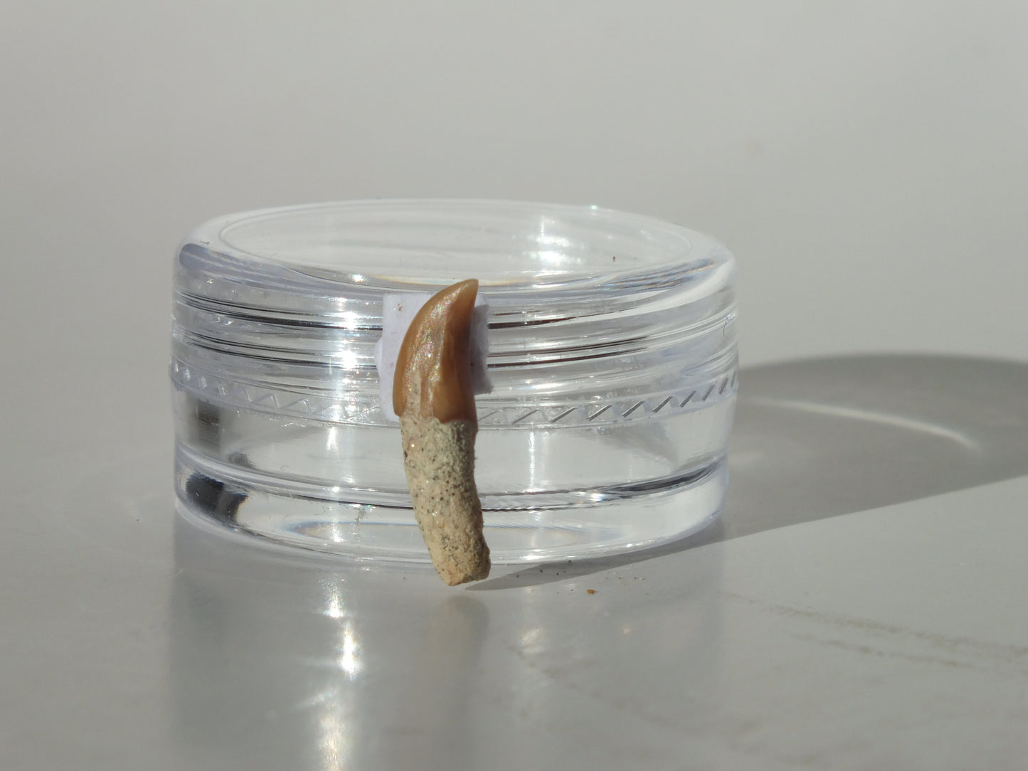 0.56" Dolphin Tooth Fossil (Chile)