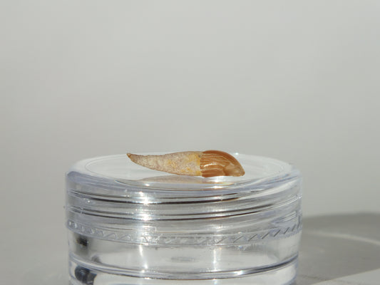 0.57" Dolphin Tooth Fossil (Chile)