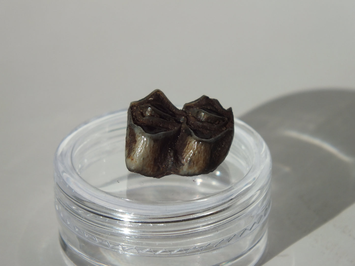 0.55" Fossil Deer Tooth (Florida)