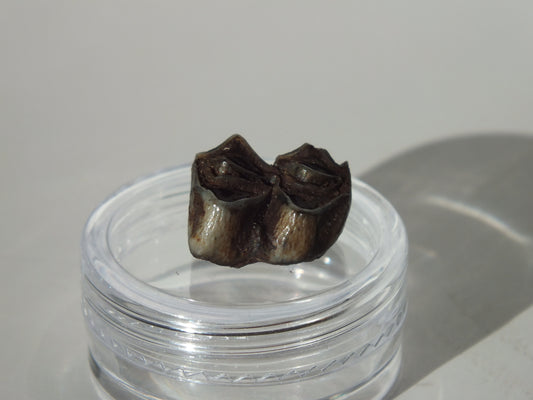 0.55" Fossil Deer Tooth (Florida)