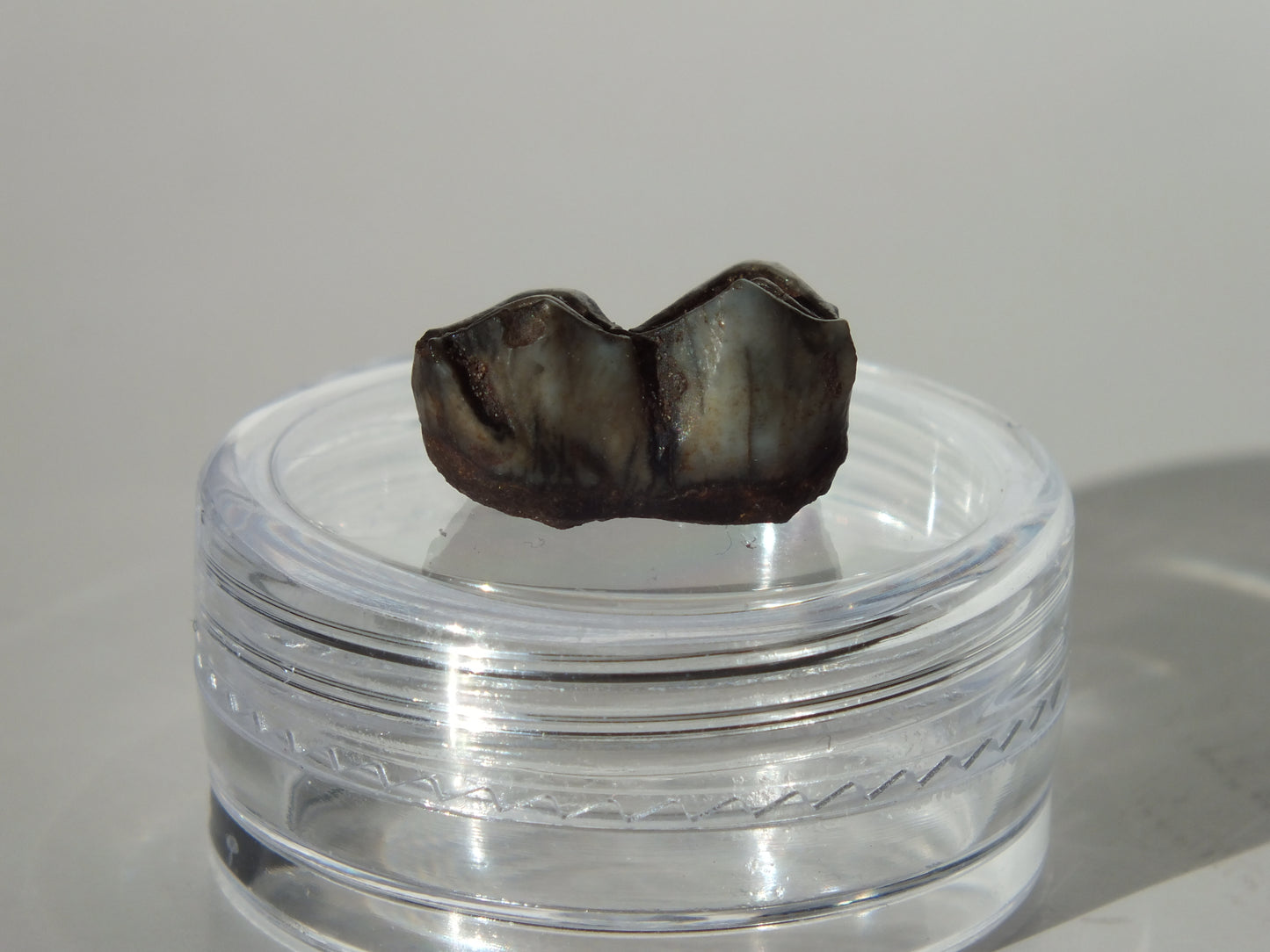 0.55" Fossil Deer Tooth (Florida)