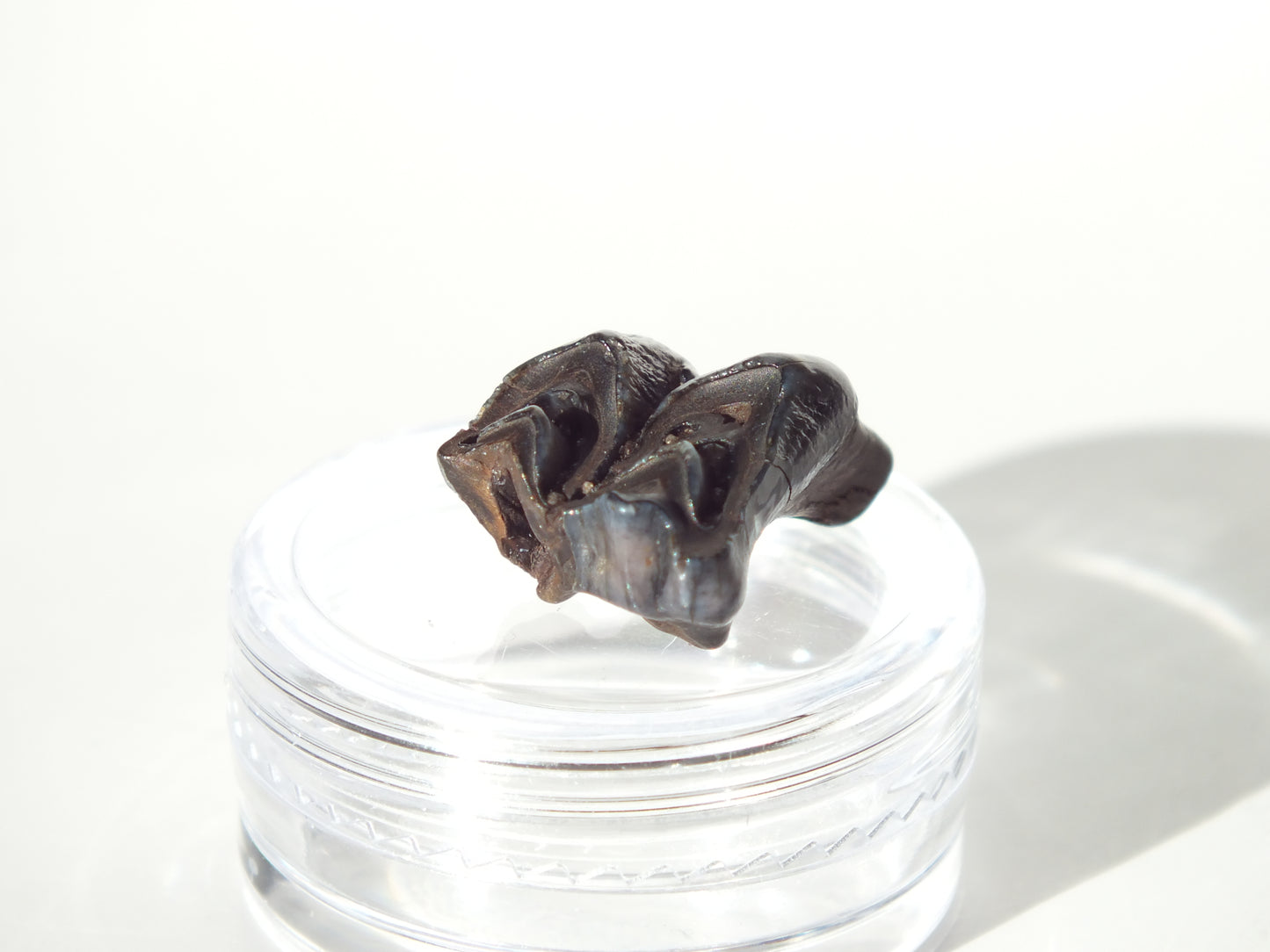 0.69" Fossil Deer Tooth (Florida)