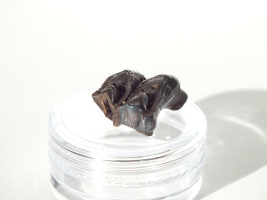 0.69" Fossil Deer Tooth (Florida)