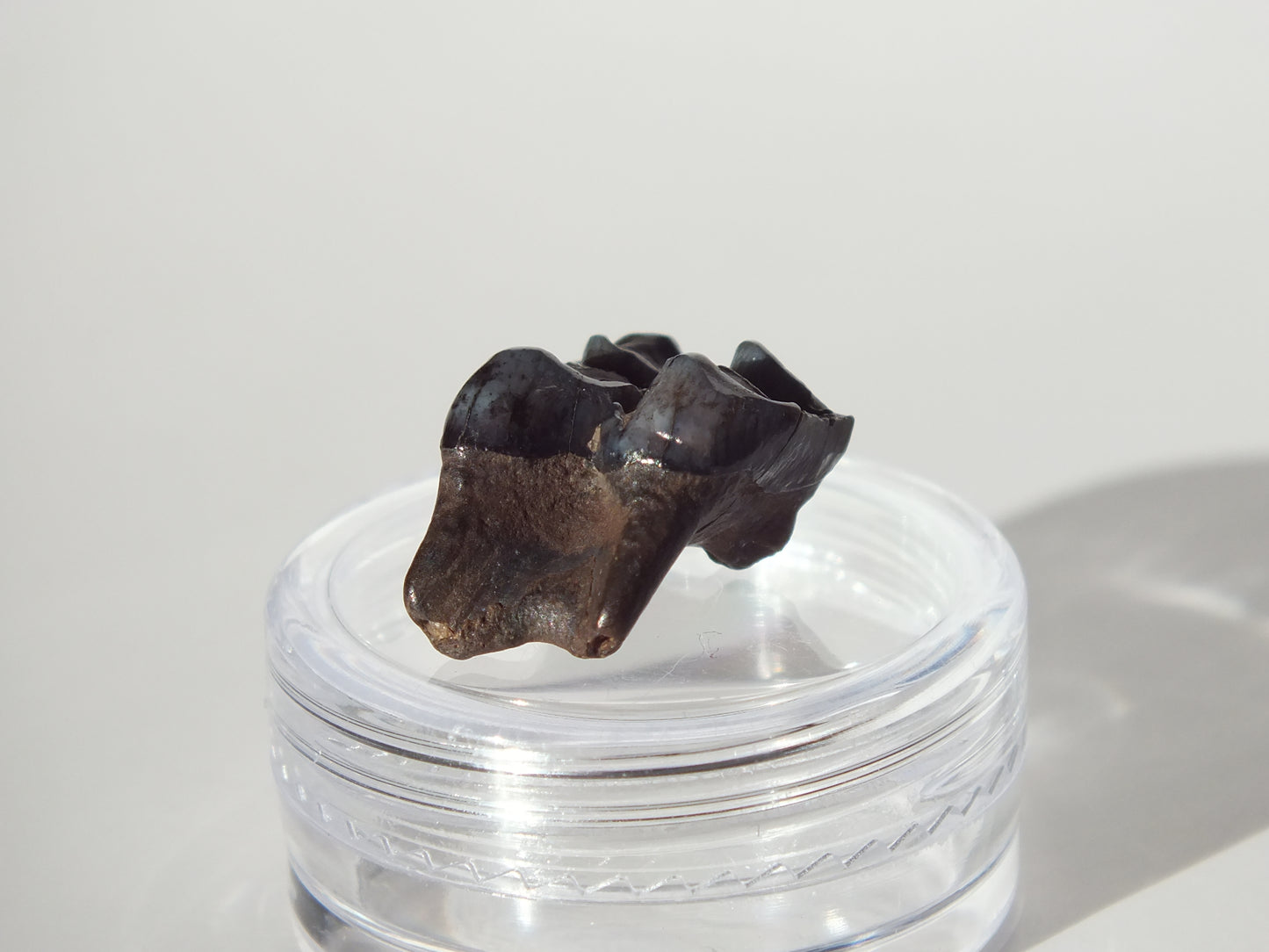 0.69" Fossil Deer Tooth (Florida)