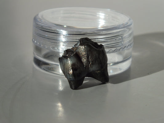 0.61" Fossil Deer Tooth (Florida)