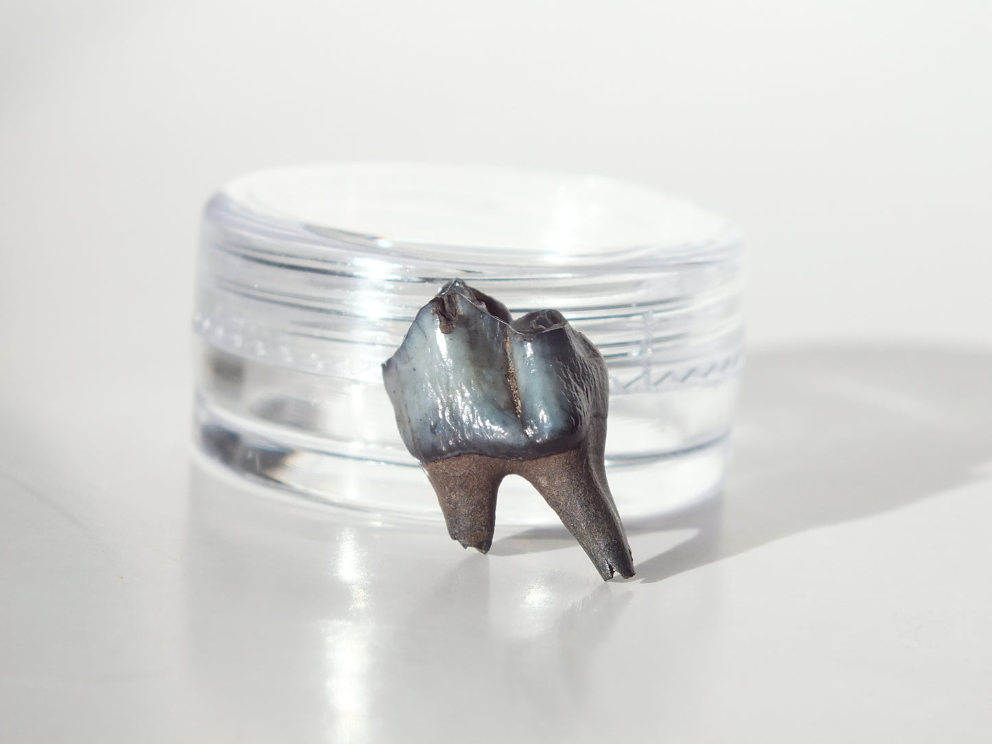 0.71" Fossil Deer Tooth (Florida)