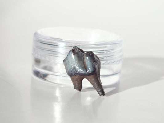 0.71" Fossil Deer Tooth (Florida)