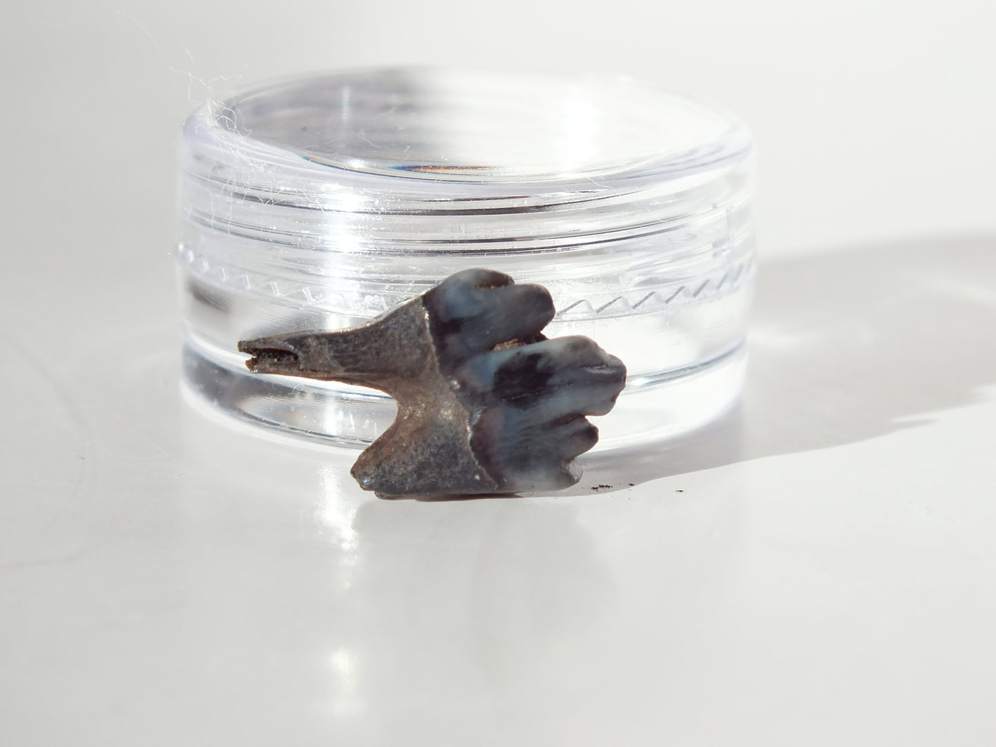 0.71" Fossil Deer Tooth (Florida)