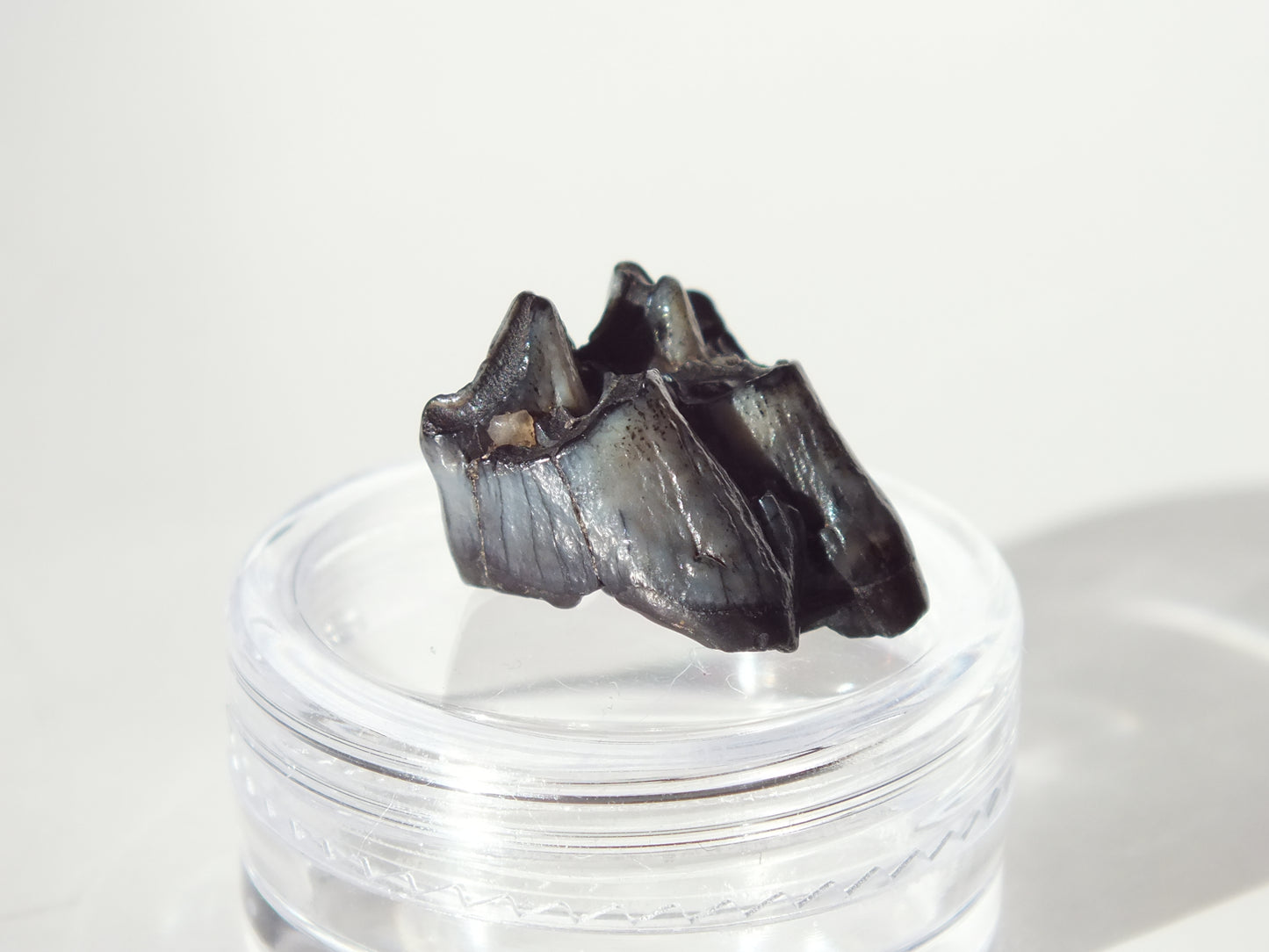 0.75" Fossil Deer Tooth (Florida)