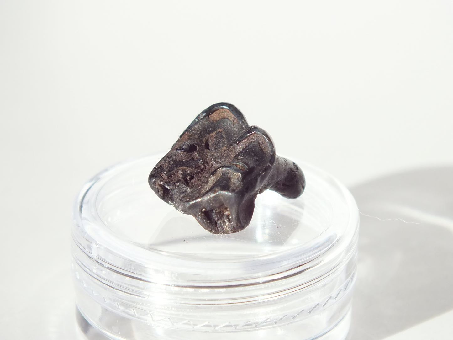 0.62" Fossil Deer Tooth (Florida)