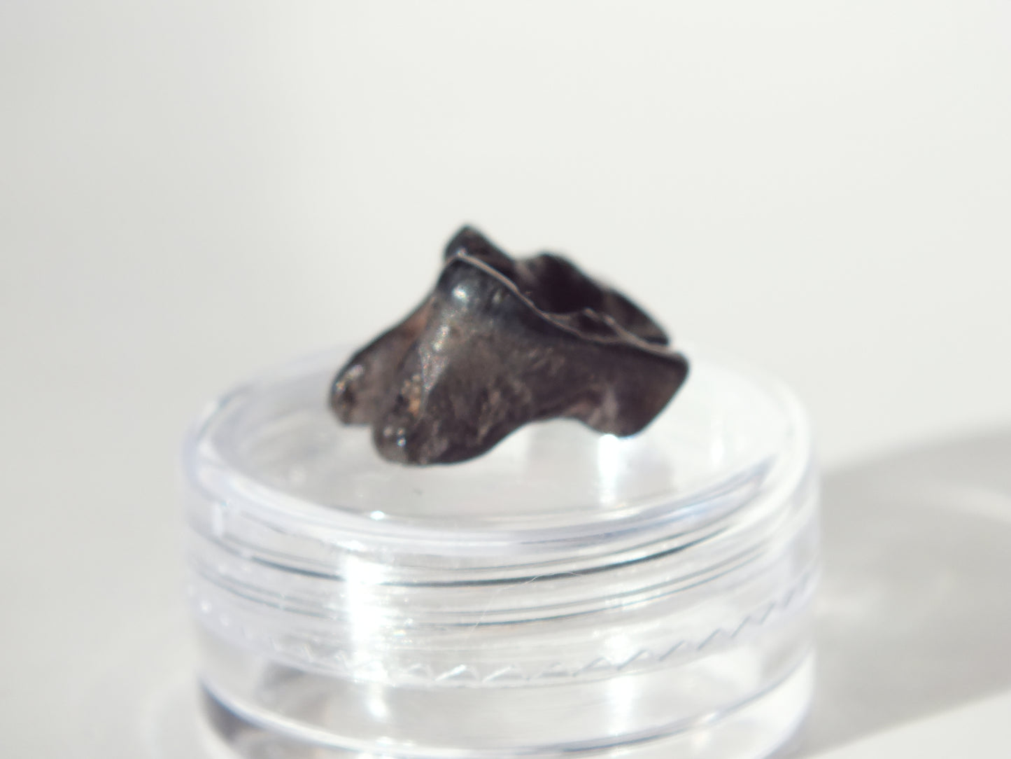 0.62" Fossil Deer Tooth (Florida)