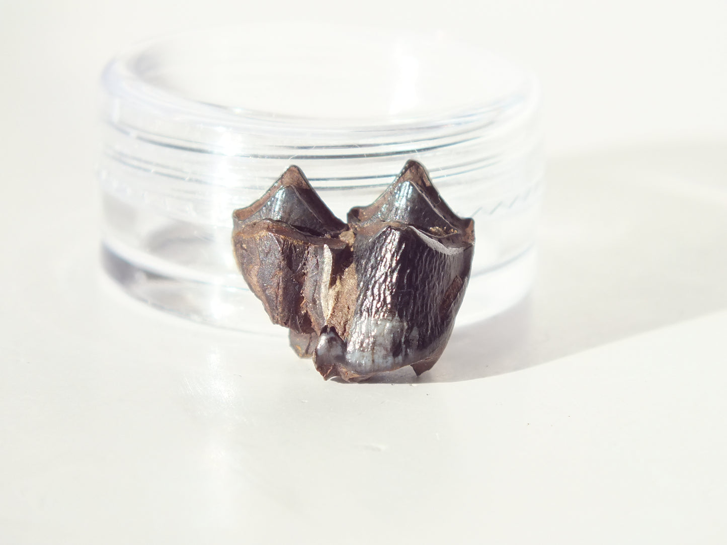 0.58"Fossil Deer Tooth (Florida)