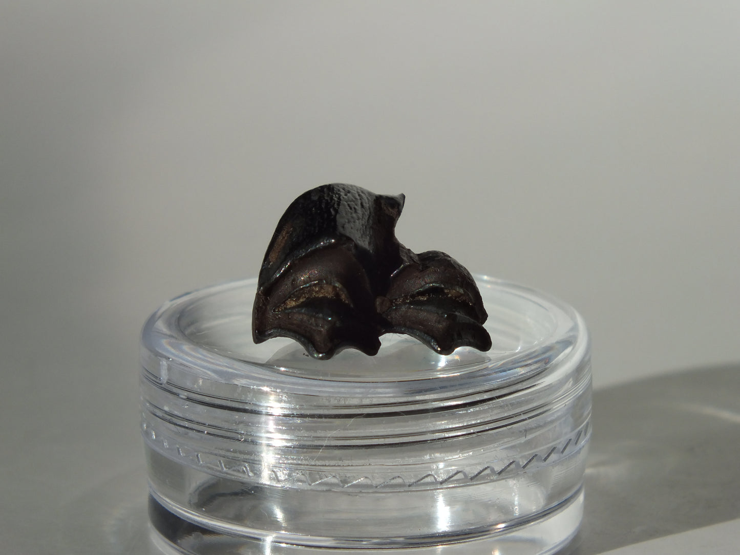 0.58"Fossil Deer Tooth (Florida)