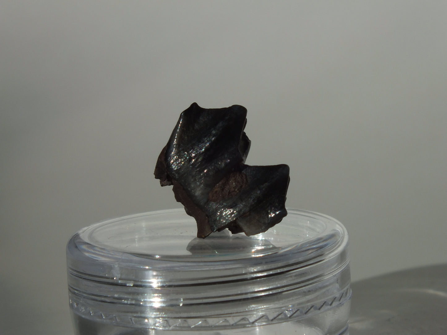 0.58"Fossil Deer Tooth (Florida)