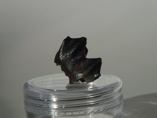 0.58"Fossil Deer Tooth (Florida)