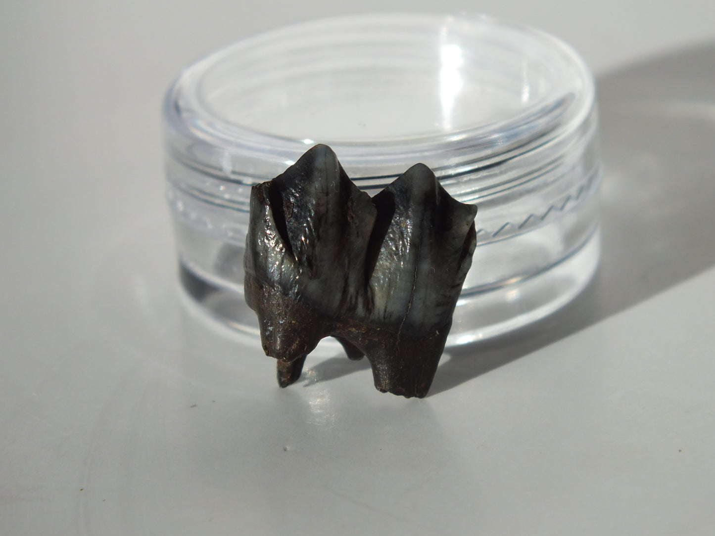 0.67" Fossil Deer Tooth (Florida)