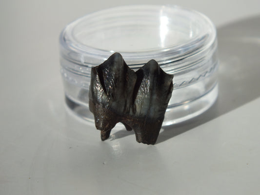 0.67" Fossil Deer Tooth (Florida)
