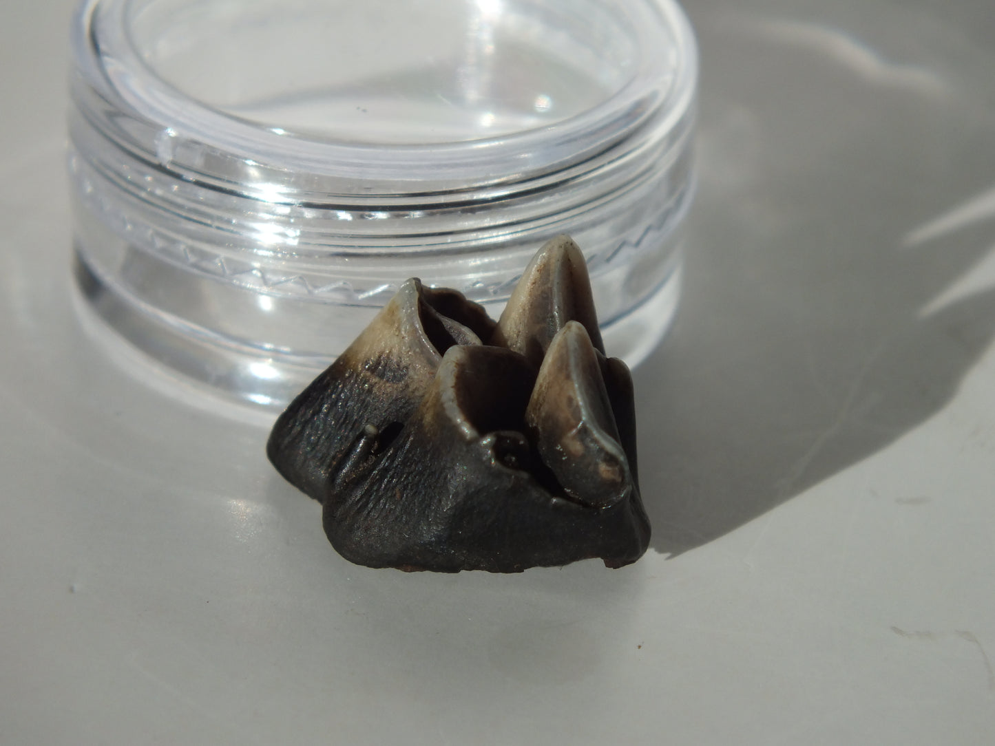 0.67" Fossil Deer Tooth (Florida)