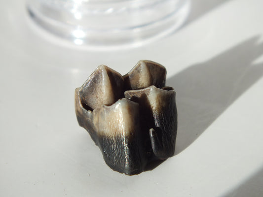 0.67" Fossil Deer Tooth (Florida)