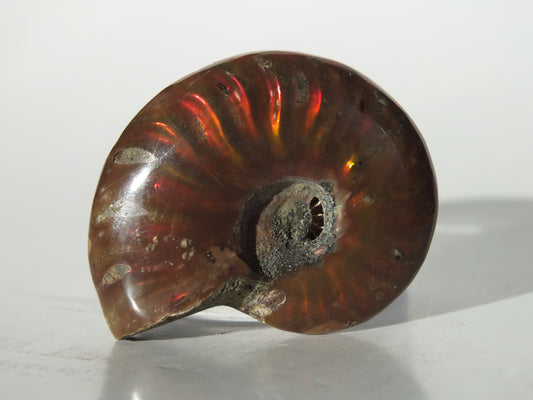 1.4" Ammonite (Madagascar)
