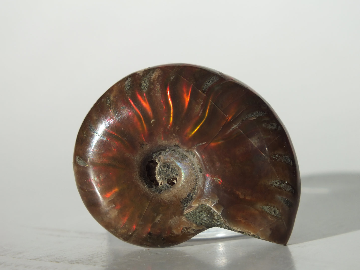 1.4" Ammonite (Madagascar)