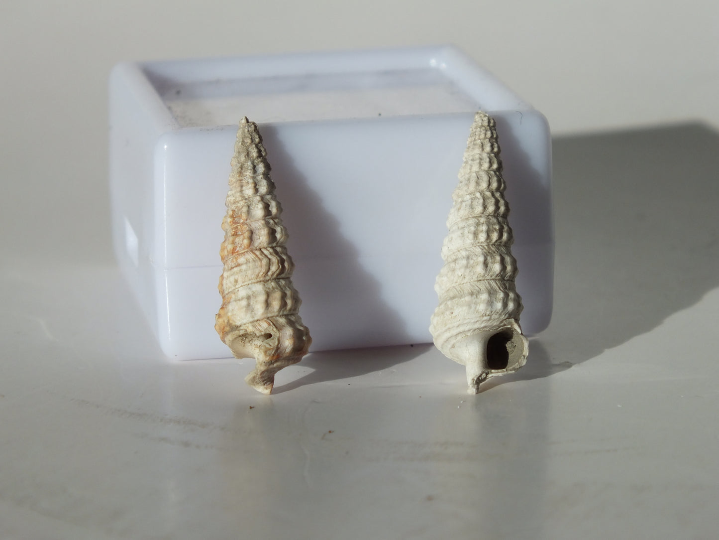Pair of Potamides Basteroti Fossils (Spain)