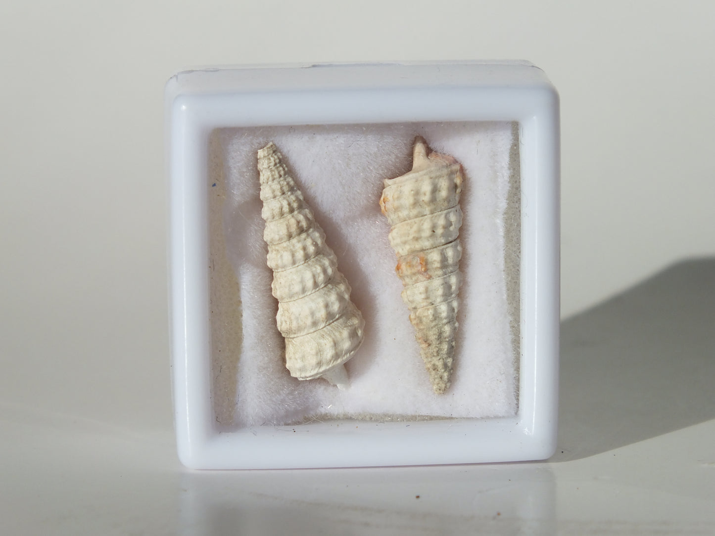Pair of Potamides Basteroti Fossils (Spain)