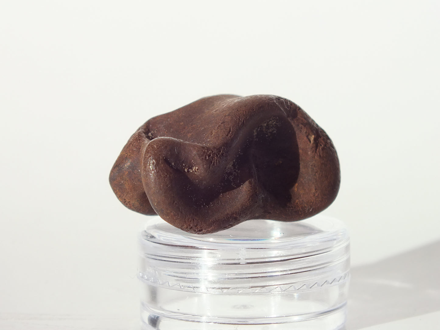 1.4" Deer Ankle Bone Fossil (Florida)