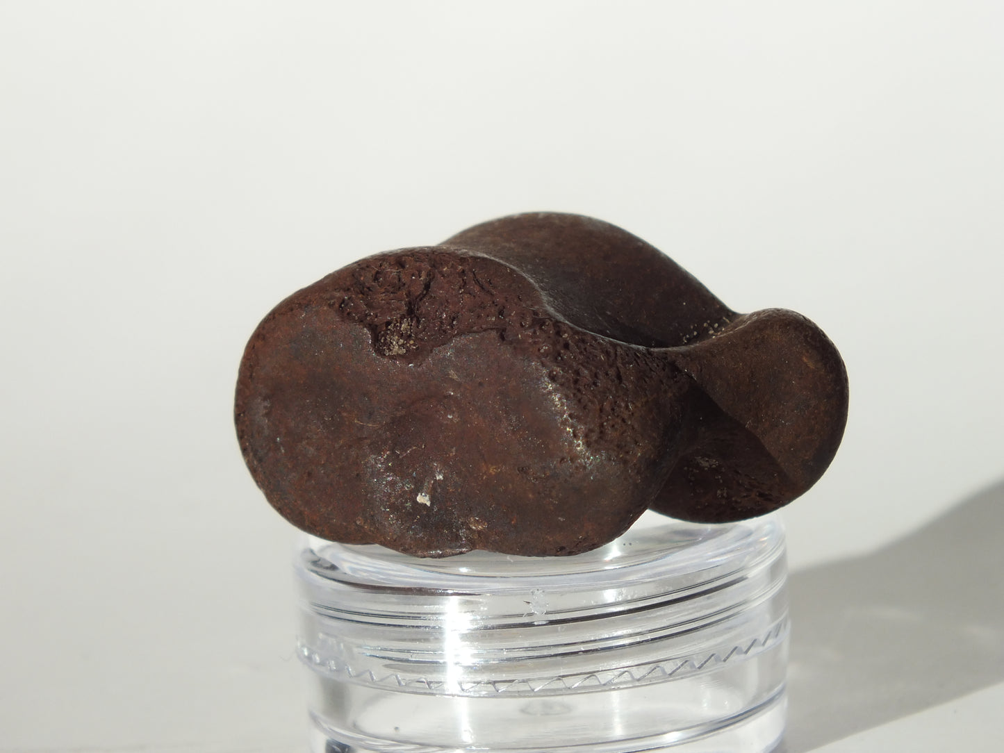 1.4" Deer Ankle Bone Fossil (Florida)