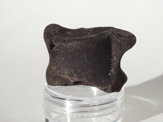 1.43" Deer Ankle Bone Fossil (Florida)