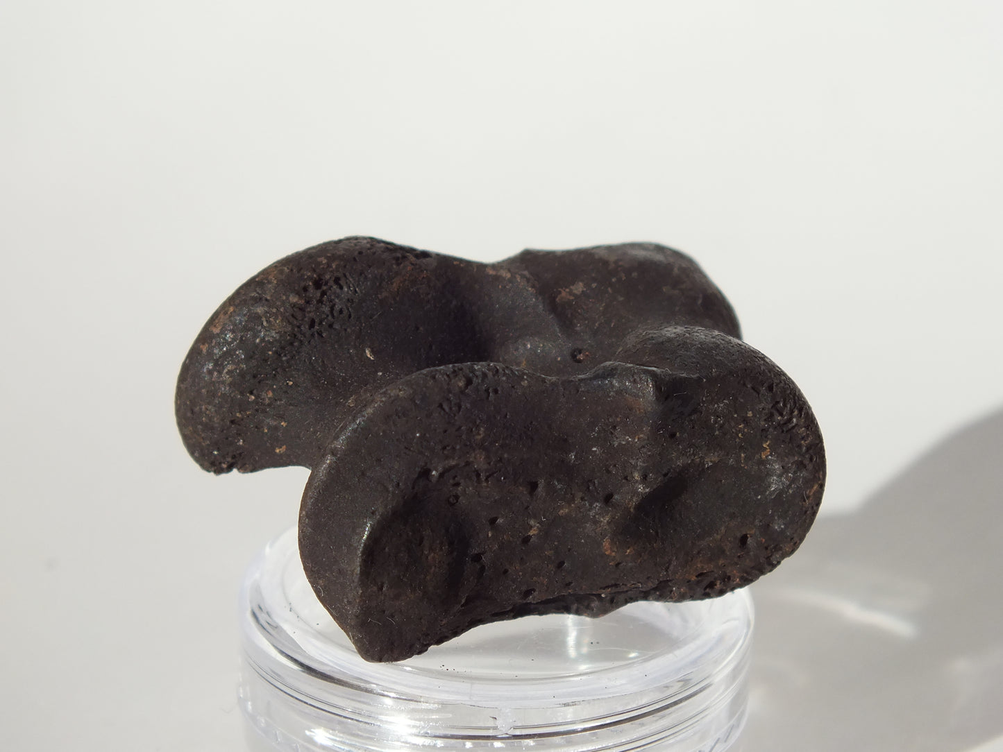 1.43" Deer Ankle Bone Fossil (Florida)