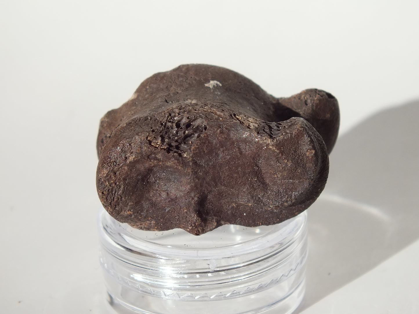 1.44" Deer Ankle Bone Fossil (Florida)