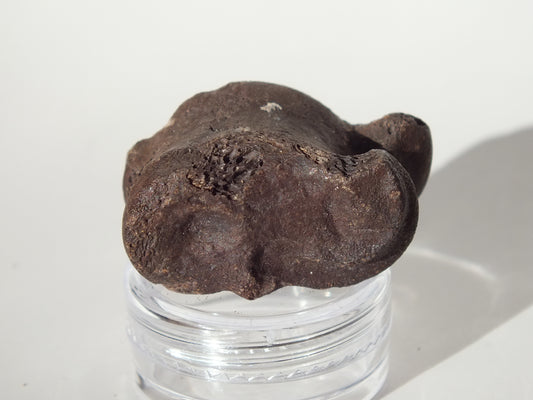 1.44" Deer Ankle Bone Fossil (Florida)