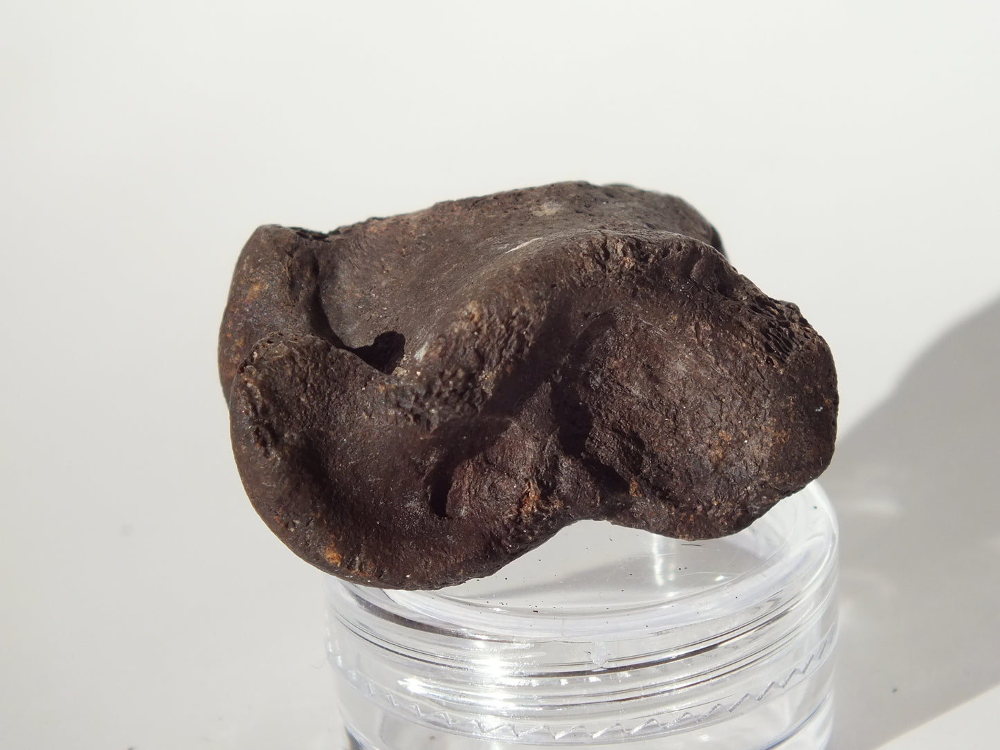 1.44" Deer Ankle Bone Fossil (Florida)