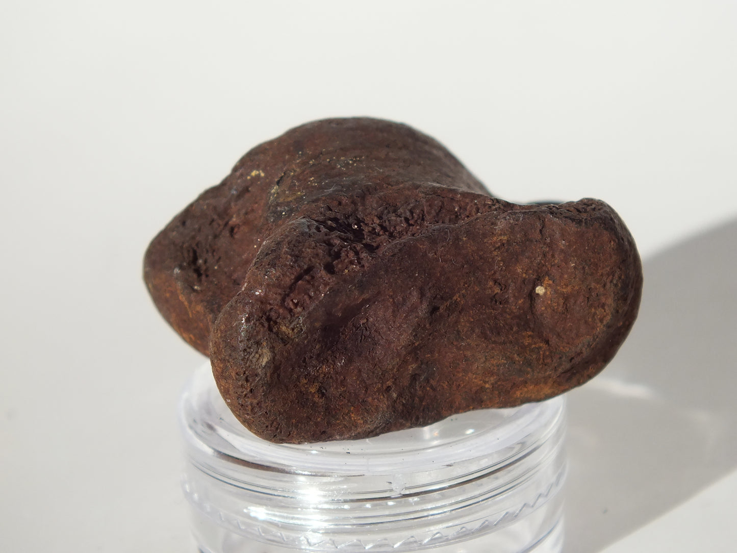 1.55" Deer Ankle Bone Fossil (Florida)