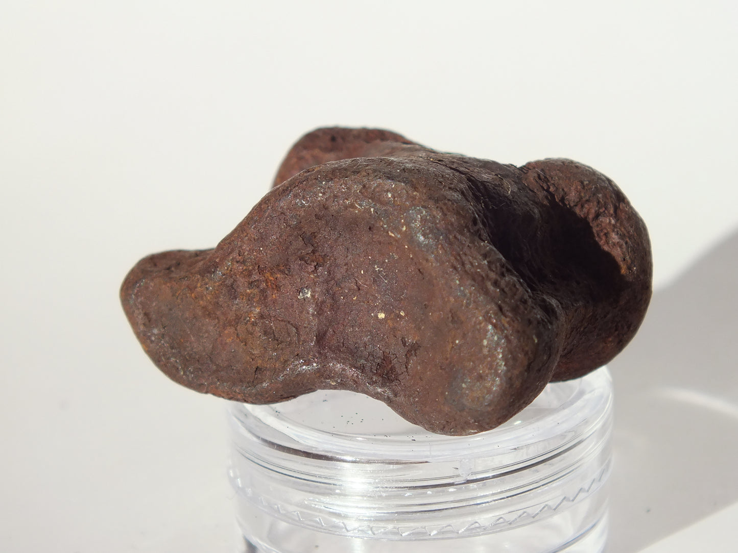 1.55" Deer Ankle Bone Fossil (Florida)