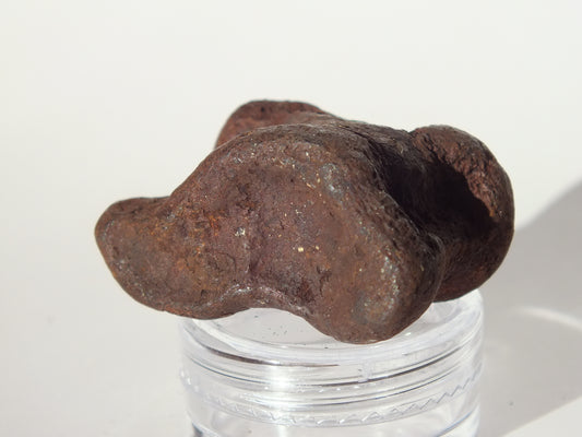 1.55" Deer Ankle Bone Fossil (Florida)