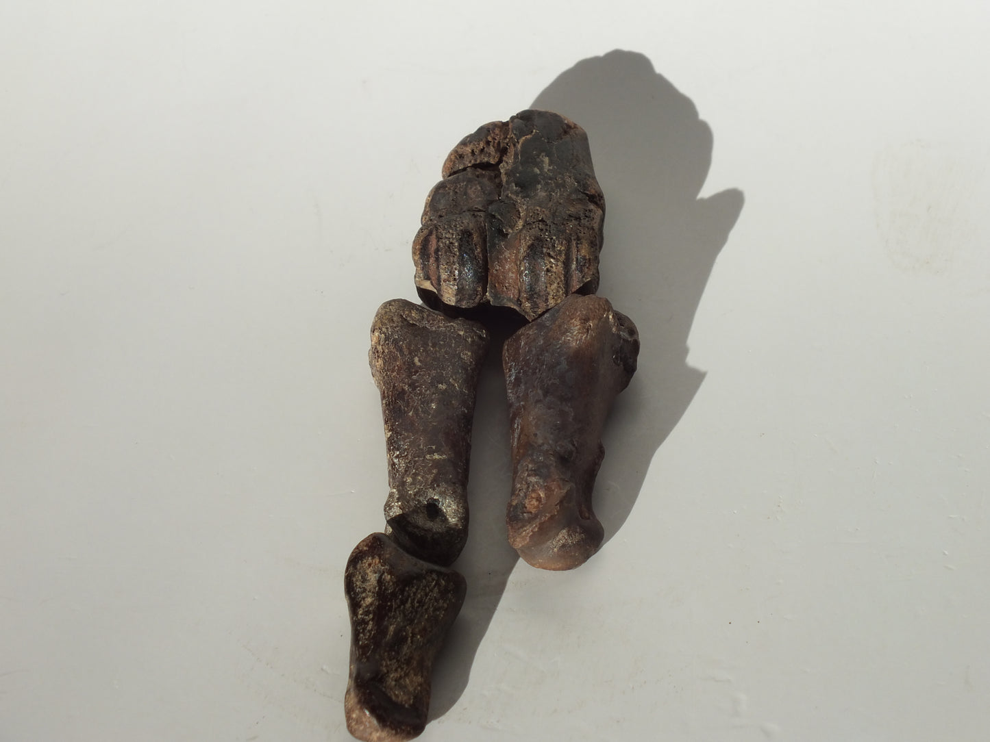 Deer Fossil Leg Bones (Texas city Dike)