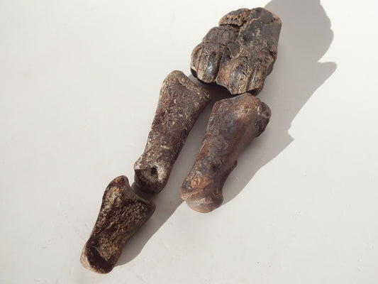 Deer Fossil Leg Bones (Texas city Dike)