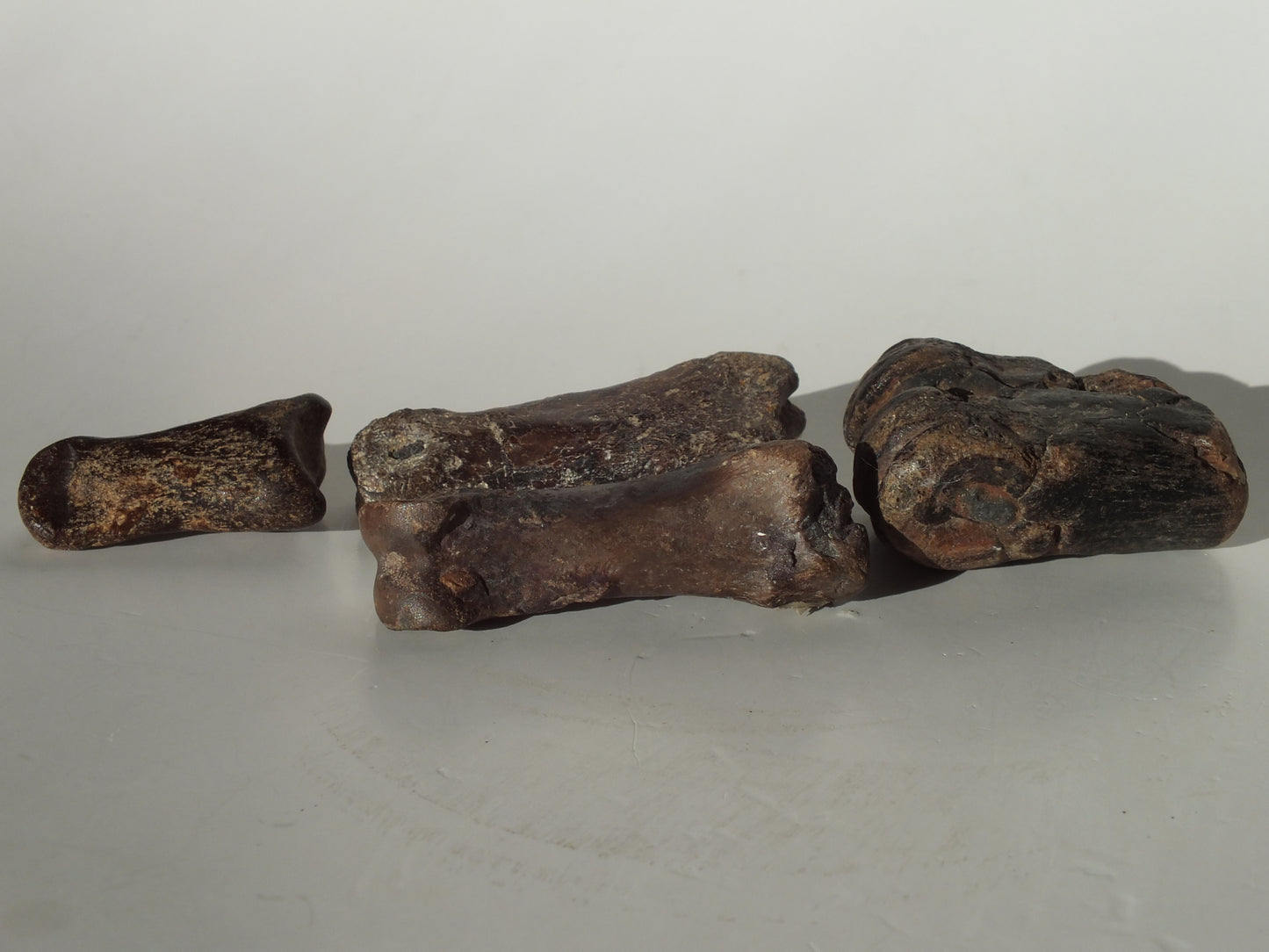 Deer Fossil Leg Bones (Texas city Dike)