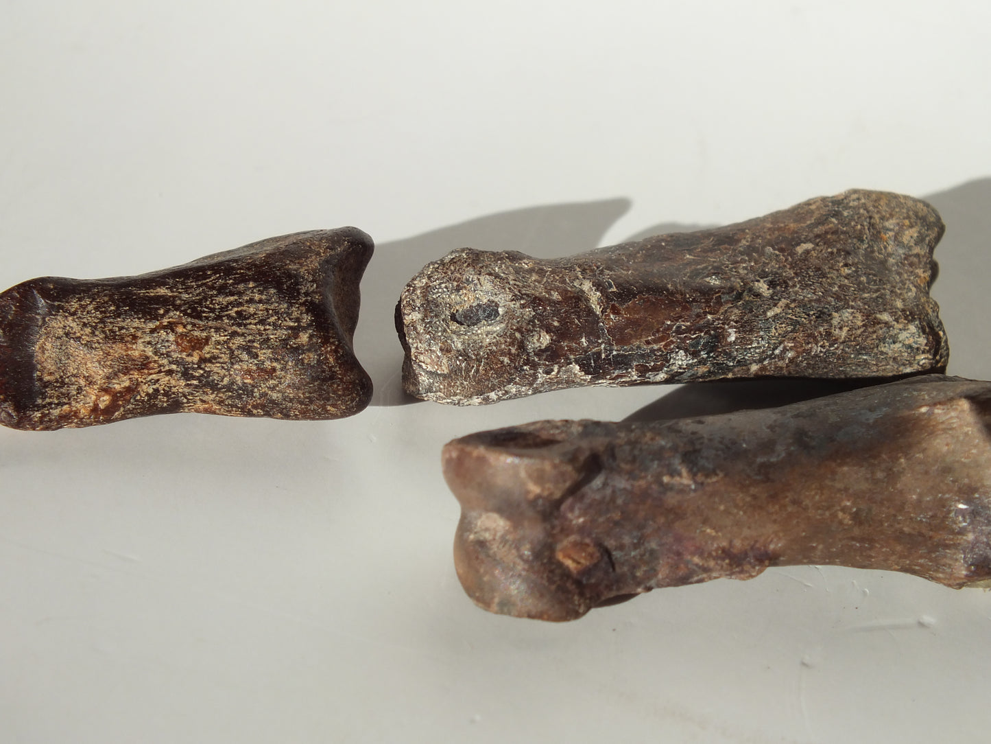 Deer Fossil Leg Bones (Texas city Dike)
